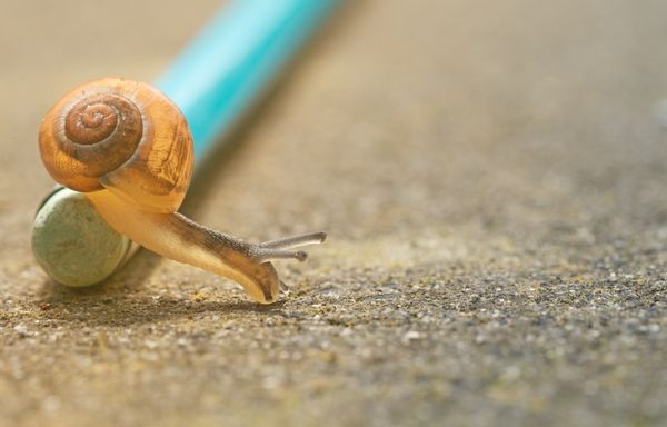 a snail on the eraser of a pencil